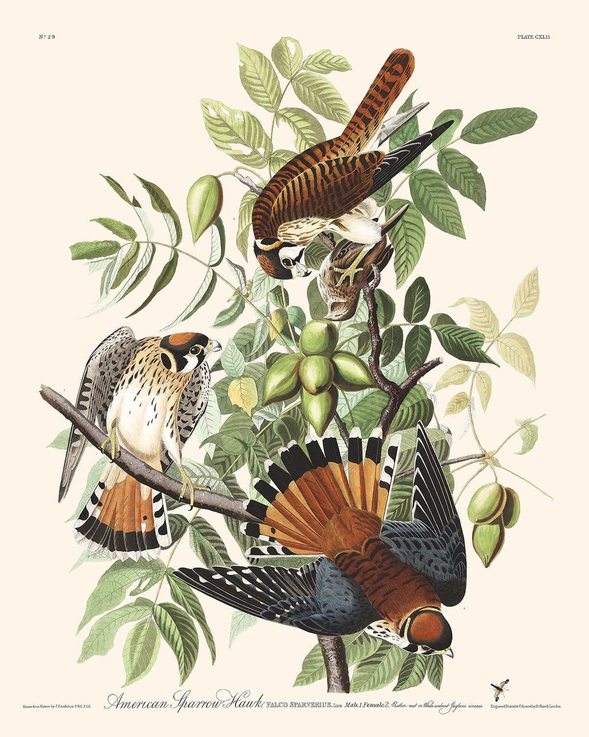 Gavilán americano, de John James Audubon, 1827