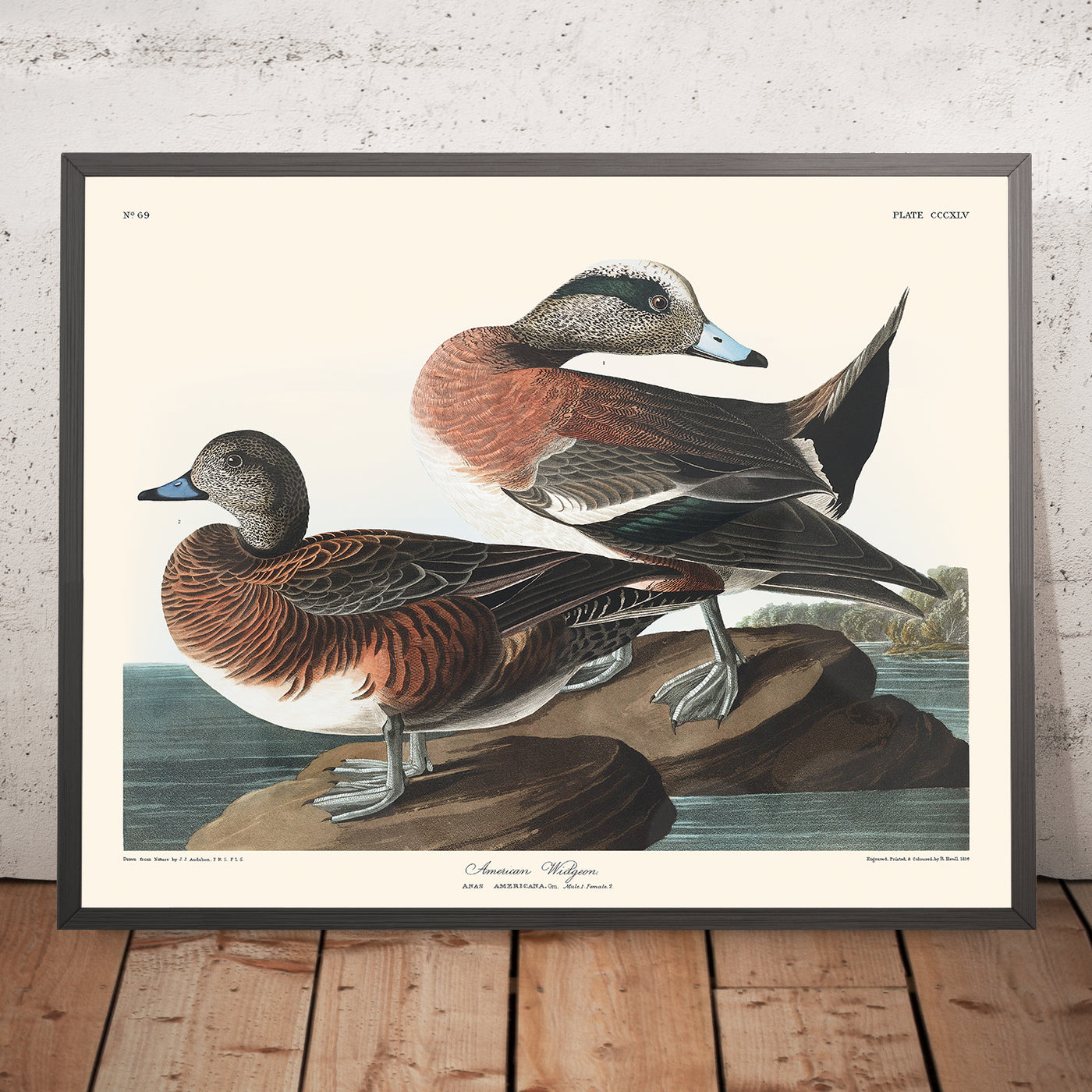 Canard siffleur d'Amérique par John James Audubon, 1827