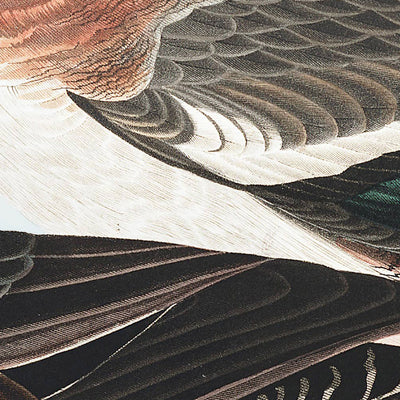 El silbón americano, de John James Audubon, 1827