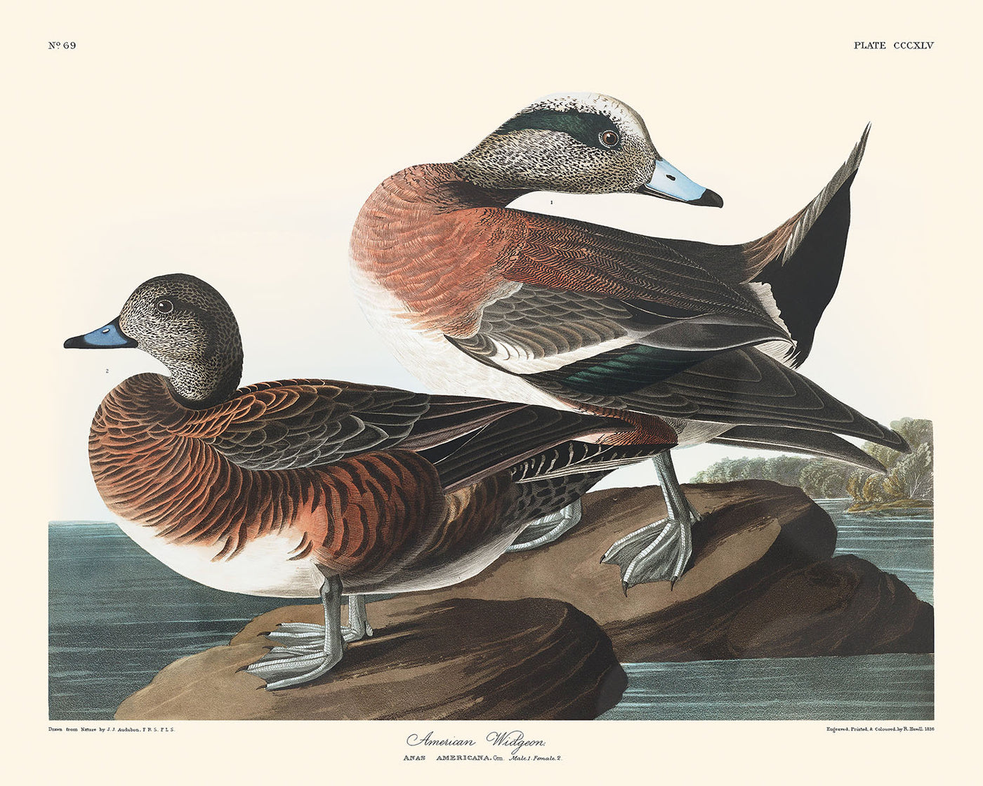 Amerikanische Pfeifente von John James Audubon, 1827