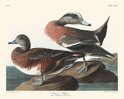 American Widgeon by John James Audubon, 1827