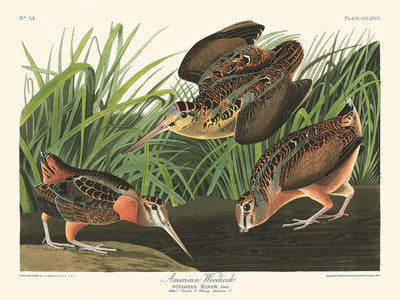 Bécasse d'Amérique par John James Audubon, 1827