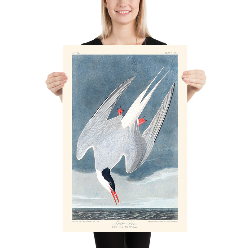 Tern Artico di John James Audubon, 1827 