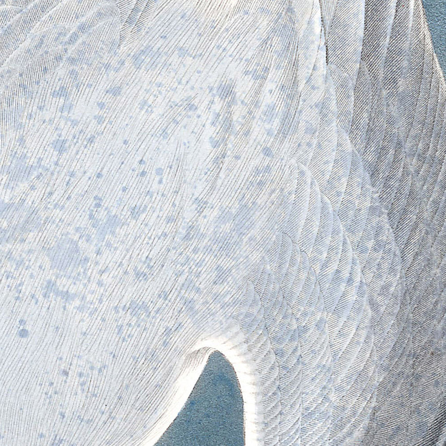 Tern Artico di John James Audubon, 1827 