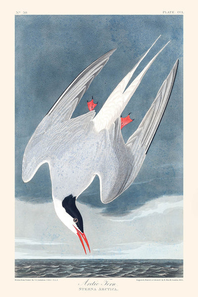 Charrán ártico, de John James Audubon, 1827