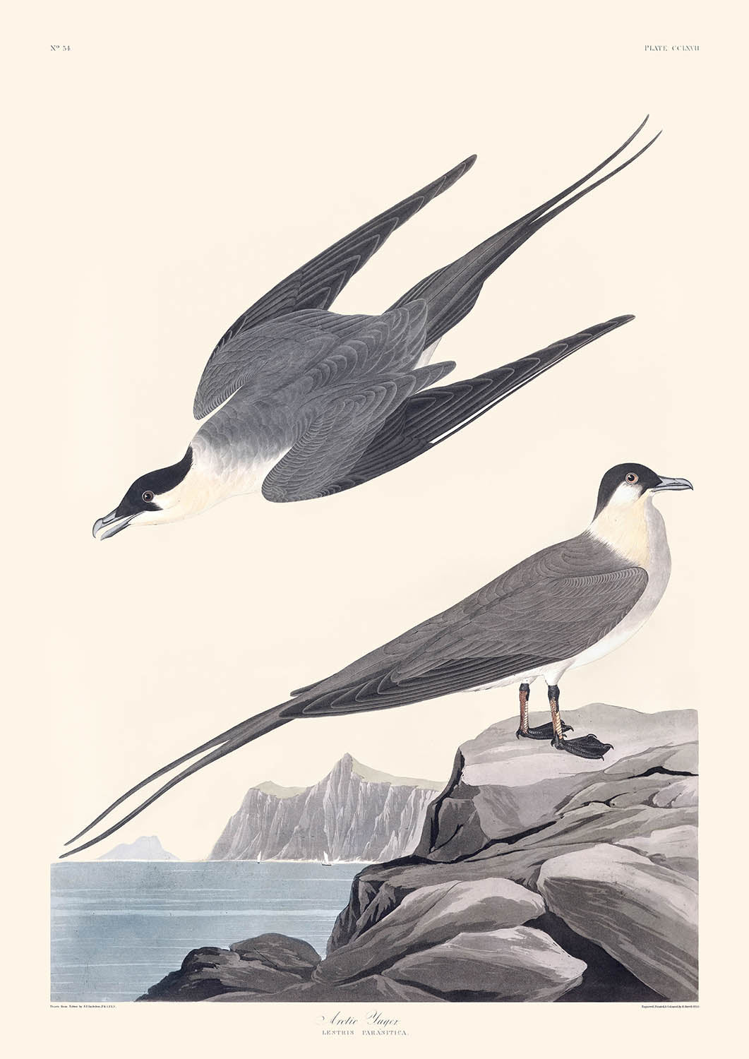 Arctic Yager by John James Audubon, 1827