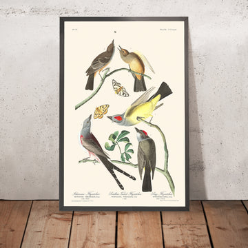 Catturatore di Mosche dell&