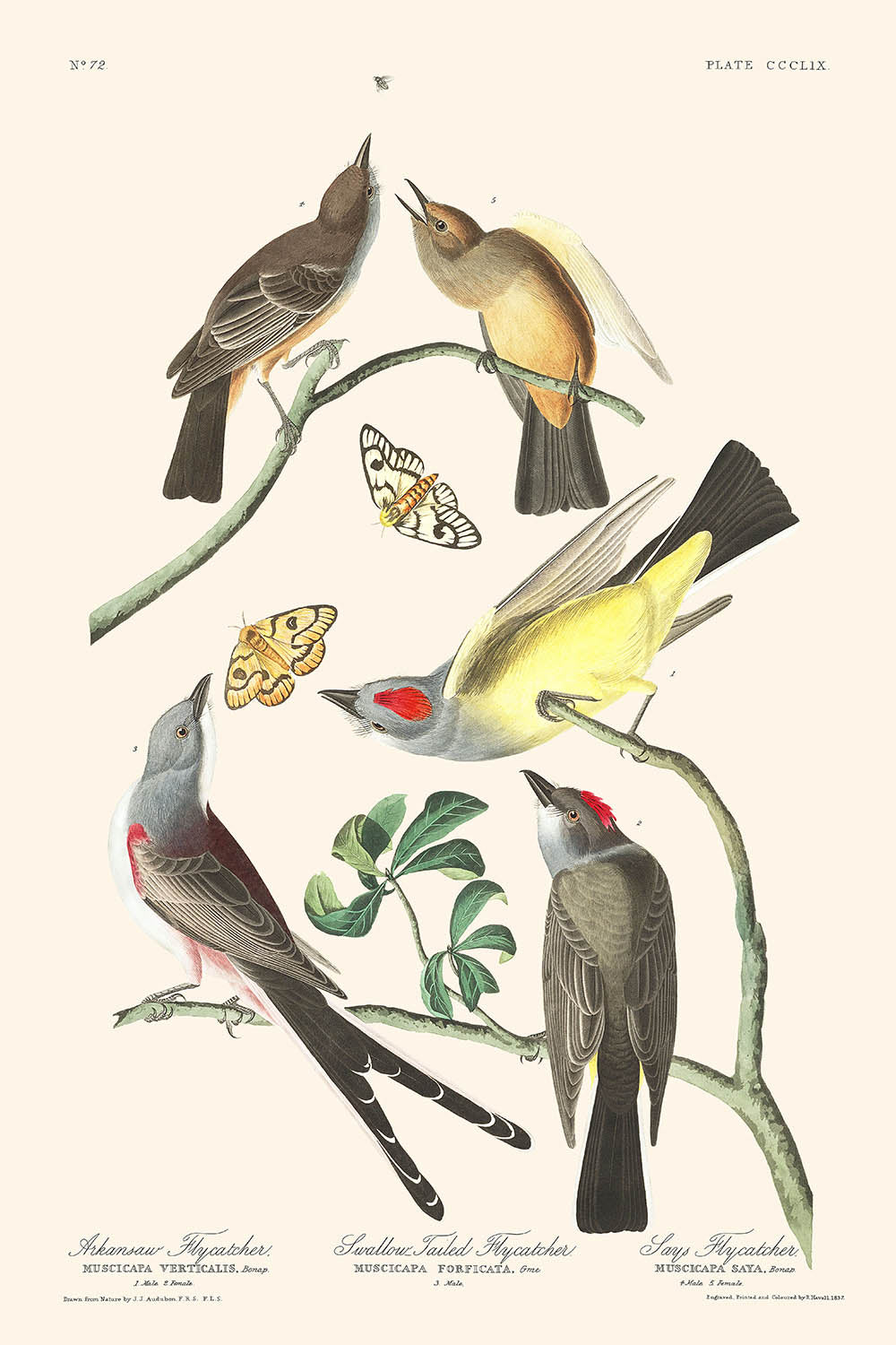 Arkansaw Flycatcher, Swallow-Tailed Flycatcher, Says Flycatcher by Audubon, 1827