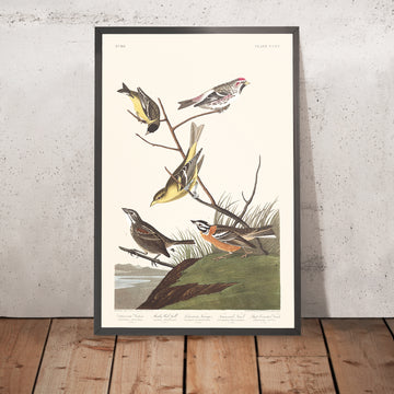 Siskin de Arkansaw, Polla roja mealy, Tangara de Luisiana, Gorrión de Townsend, Pinzón de pecho canela por Audubon, 1827 