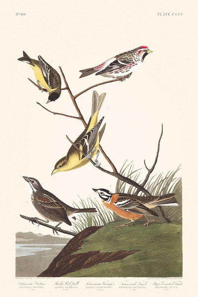 Jilguero de Arkansas, pardillo real, tángara de Luisiana, escribano de Townsend y pinzón pechirrojo, de John James Audubon, 1827