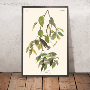 Warbler autunnale di John James Audubon, 1827 