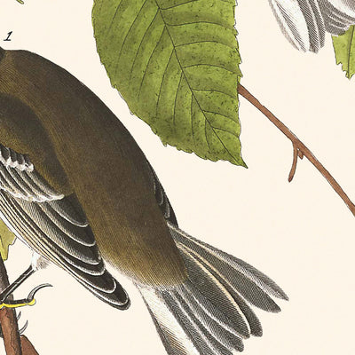 Herbstwaldsänger von John James Audubon, 1827