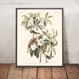 Bachmans Warbler von John James Audubon, 1827 