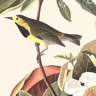 Fauvette de Bachman par John James Audubon, 1827