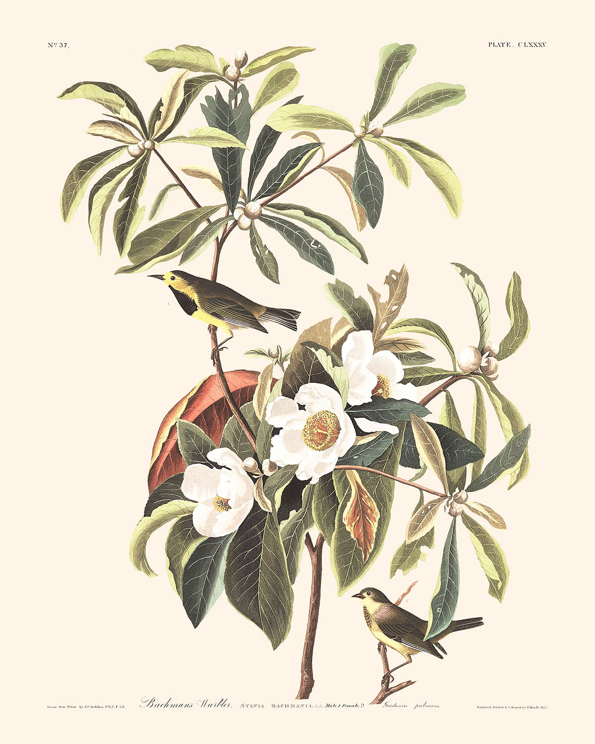 Fauvette de Bachman par John James Audubon, 1827