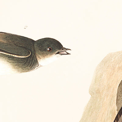 Hirondelle de rivage et hirondelle à bec court par John James Audubon, 1827