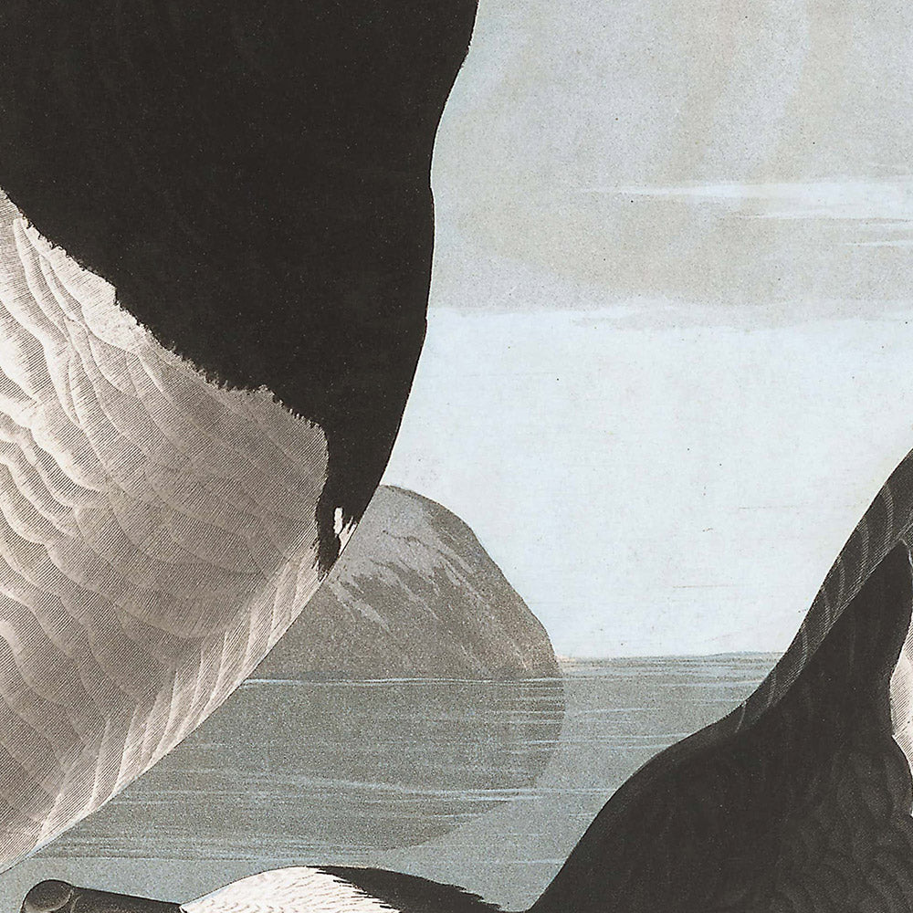 Barnacle Goose by John James Audubon, 1827