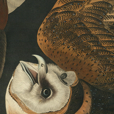 Barn Owl from 'Birds of America' by John James Audubon, 1827