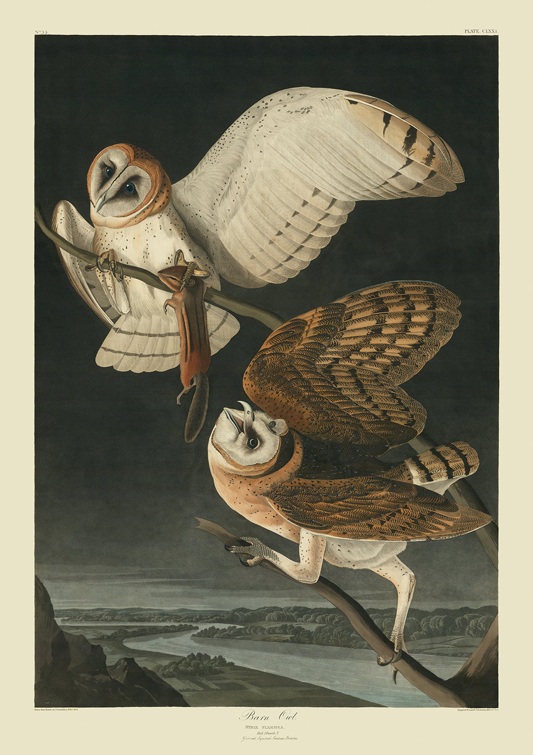 Barn Owl from 'Birds of America' by John James Audubon, 1827