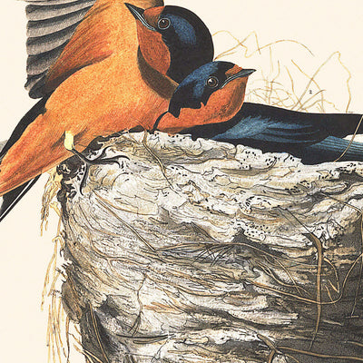 Barn Swallow by John James Audubon, 1827