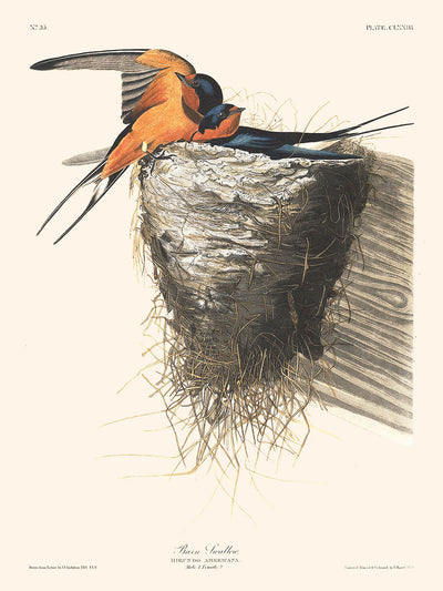 Hirondelle rustique de John James Audubon, 1827