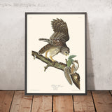 Gufo barrato di John James Audubon, 1827 