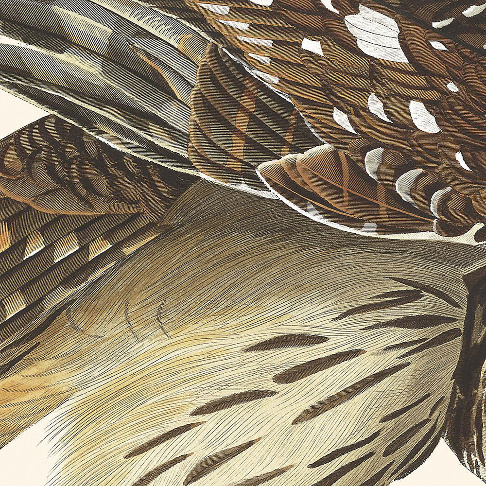 Streifenkauz von John James Audubon, 1827