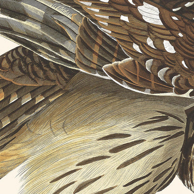 Chouette rayée de John James Audubon, 1827