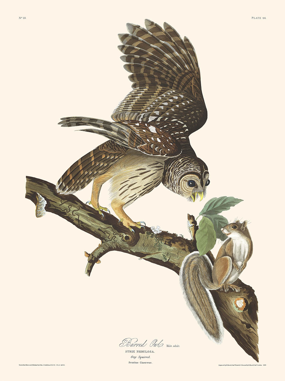 Barred Owl by John James Audubon, 1827