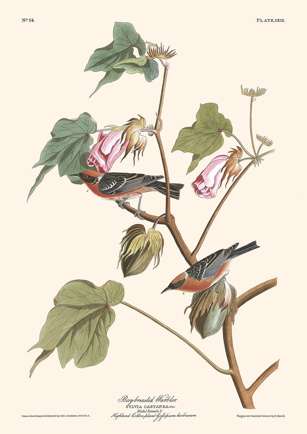 Bay-breasted Warbler by John James Audubon, 1827