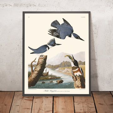 Gürtelreiher von John James Audubon, 1827 