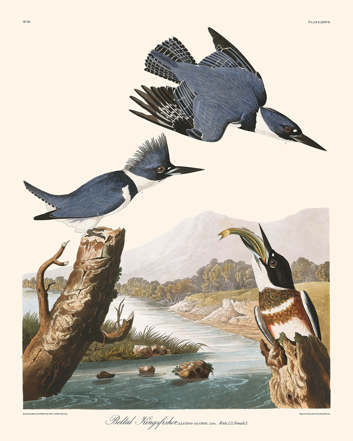 Belted Kingfisher by John James Audubon, 1827