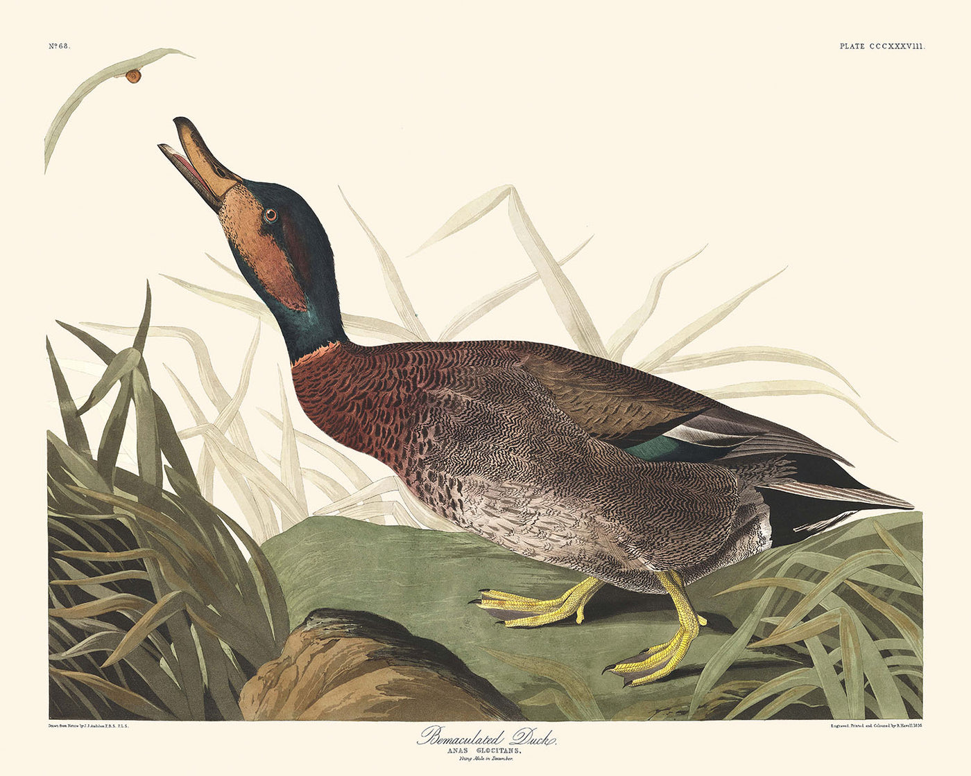 Pato enjaulado, de John James Audubon, 1827