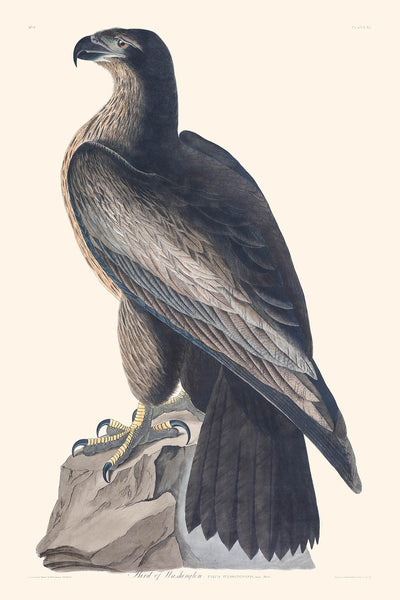 Pájaro de Washington, de John James Audubon, 1827