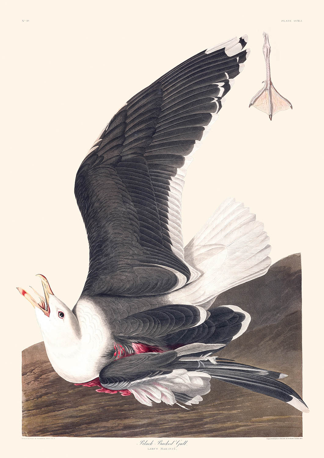 Black Backed Gull by John James Audubon, 1827