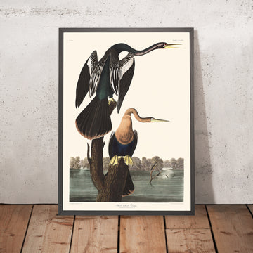 Darter dalla pancia nera di John James Audubon, 1827 