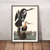 Schwarzbauch-Darter von John James Audubon, 1827 