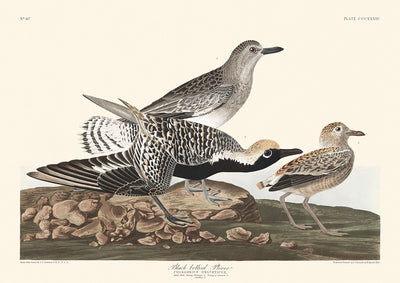 Black-bellied Plover by John James Audubon, 1827