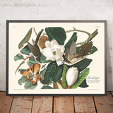 Cuculo dal becco nero di John James Audubon, 1827 