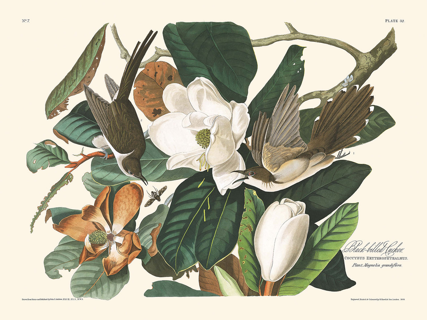 Cuco de pico negro, de John James Audubon, 1827