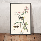 Schwarzbrust-Waldsänger von John James Audubon, 1827 