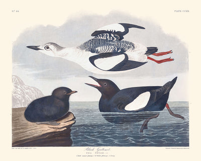 Black Guillemot by John James Audubon, 1827