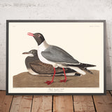 Gabbiano testa nera di John James Audubon, 1827 