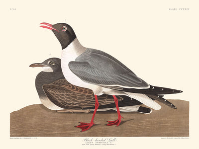 Mouette rieuse par John James Audubon, 1827