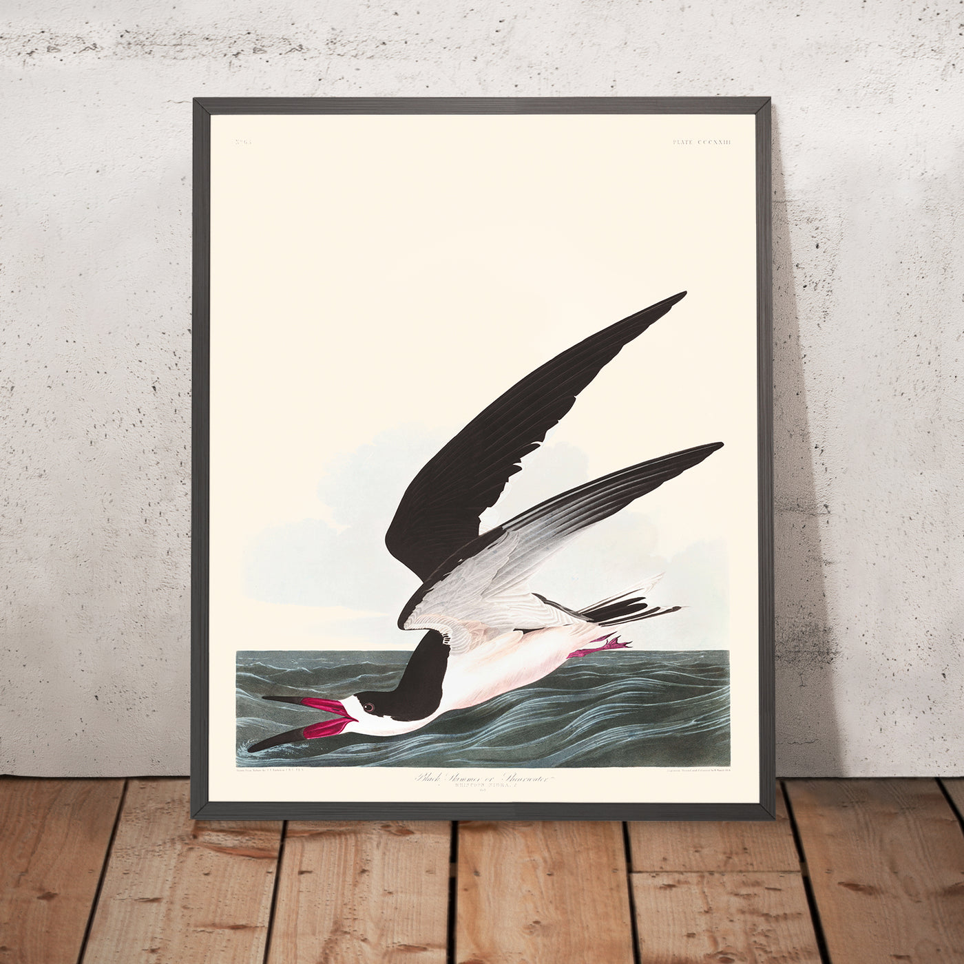 Black Skimmer, or Shearwater by John James Audubon, 1827