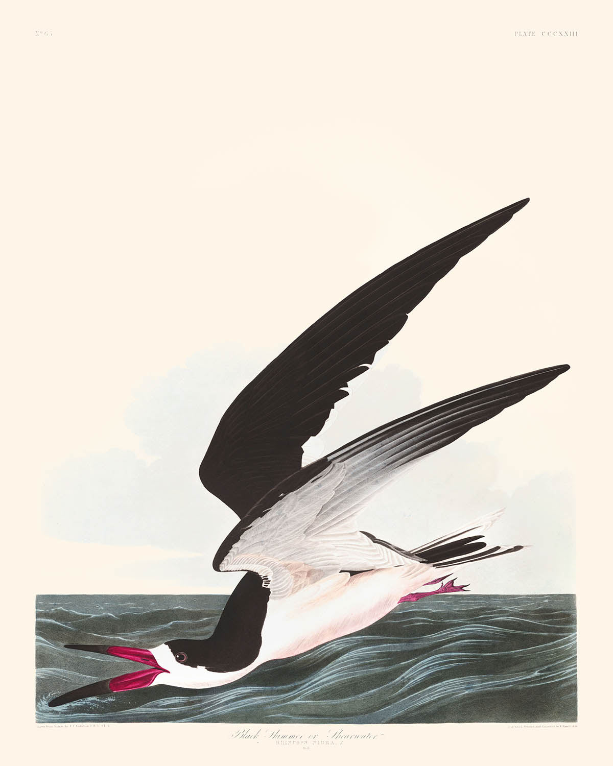 Black Skimmer, or Shearwater by John James Audubon, 1827