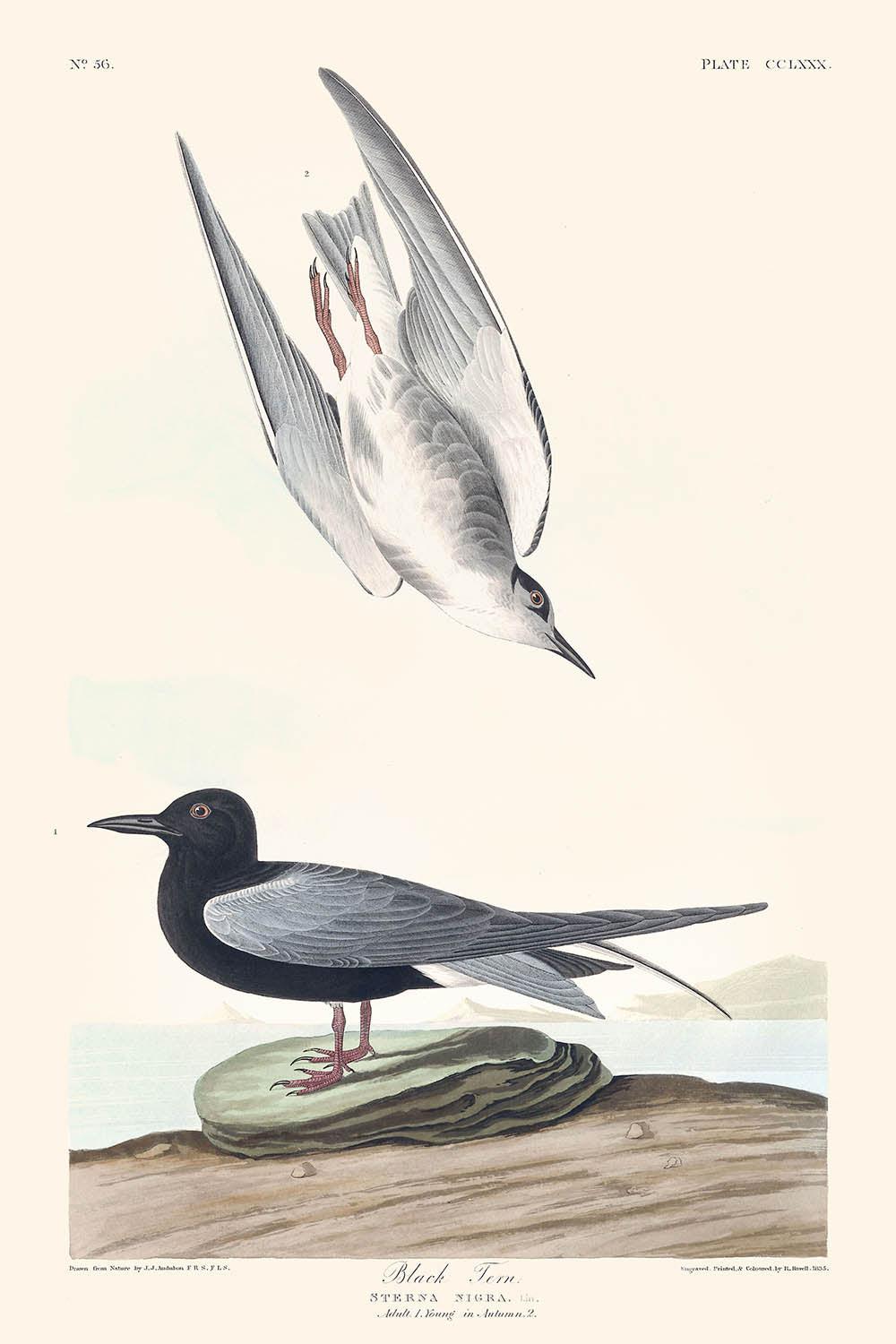 Schwarze Seeschwalbe von John James Audubon, 1827