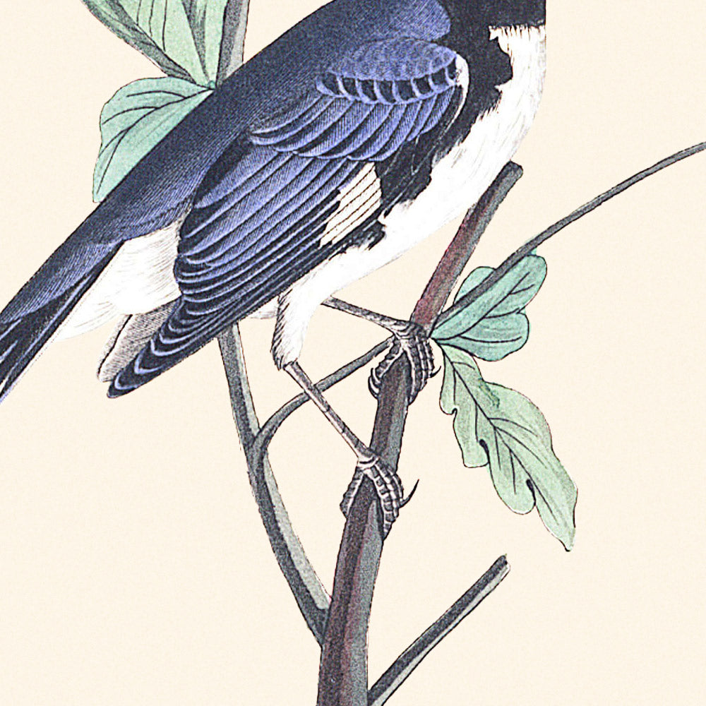 Schwarzkehl-Blaustirn-Waldsänger von John James Audubon, 1827 