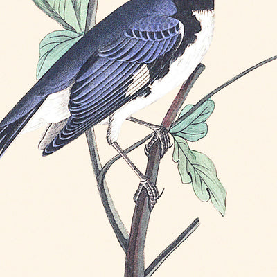 Paruline à gorge noire par John James Audubon, 1827