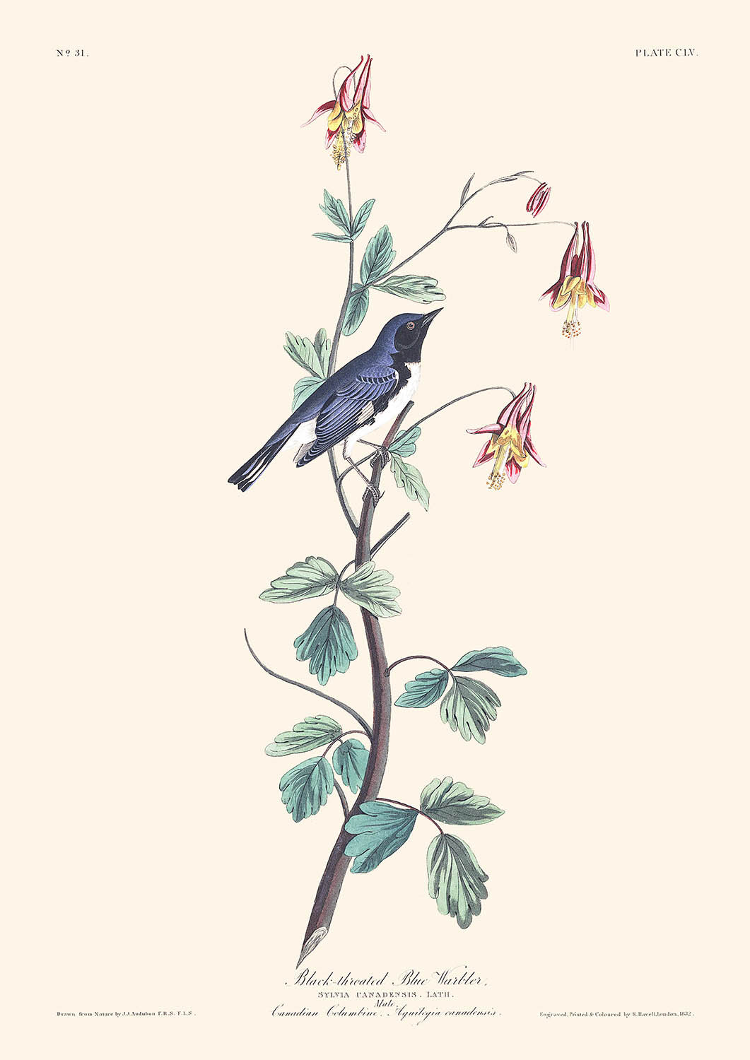 Schwarzkehl-Blaustirn-Waldsänger von John James Audubon, 1827 